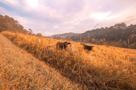 Farm australia brown cow