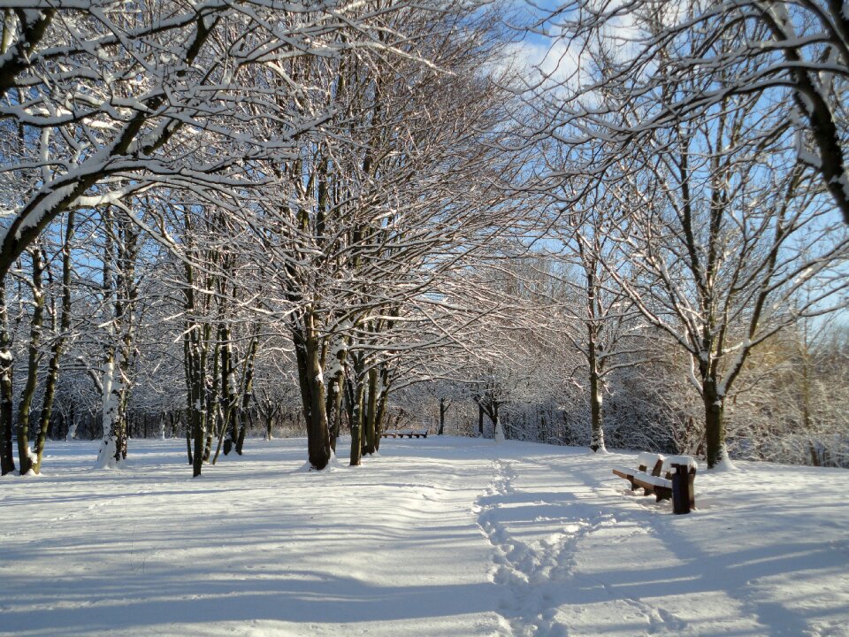 Frost tree season