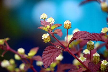 Medicinal plant nature blossom
