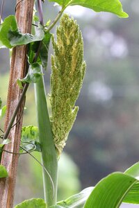 Plant food grain