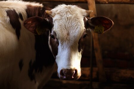 Close up cow cowshed