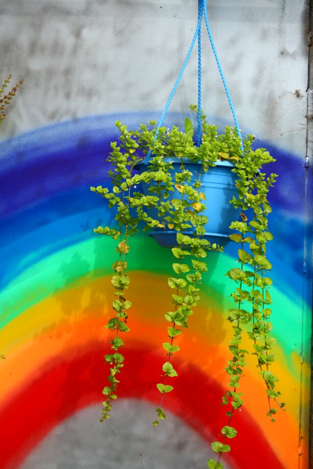 Mint hanging mint medicinal herb