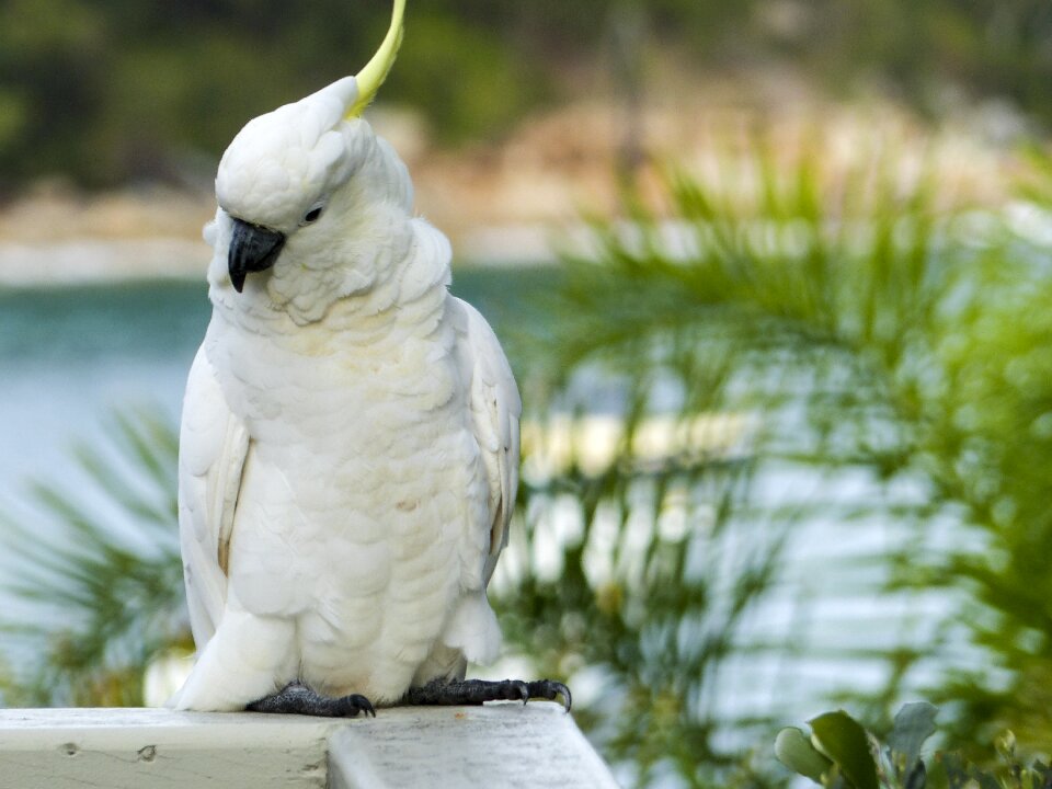 Bird nature animal