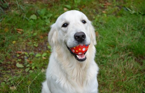 Female ball domestic animal