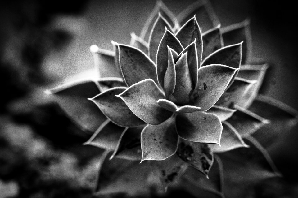 Plant dead nature cactus