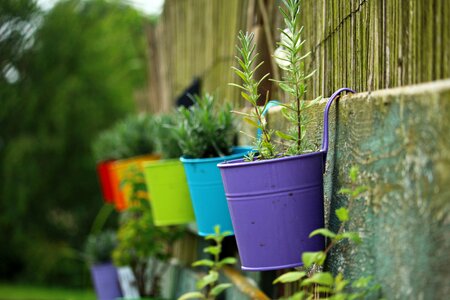 Plant pot rainbow photo