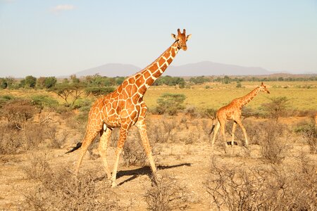 Wildlife animal savanna