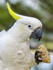Bird nature animal