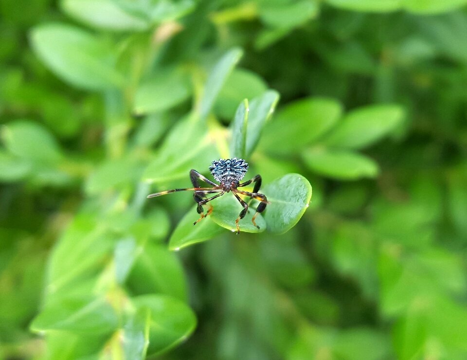 Insect predator close