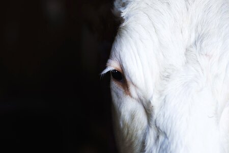 Cow dairy eye photo