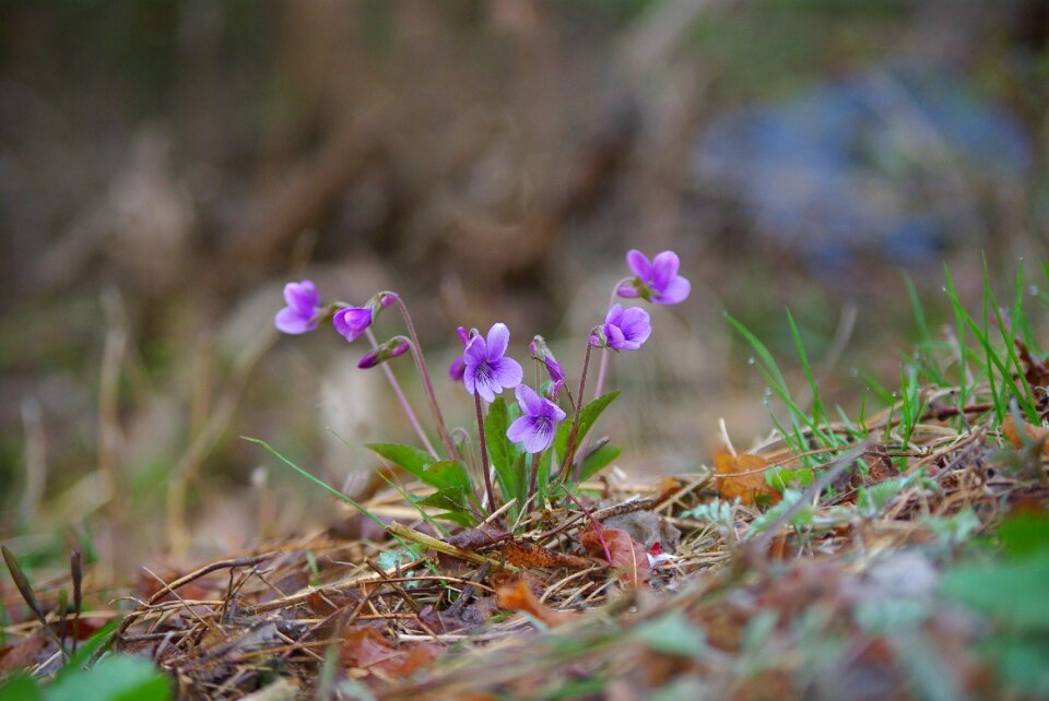 Outdoors wildflower play viola