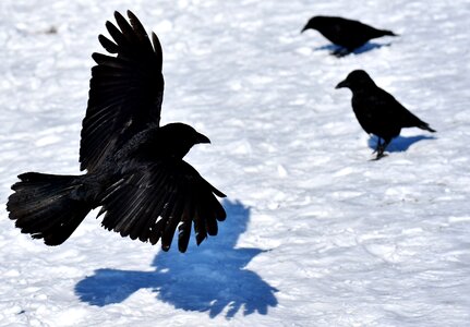 Winter cold raven bird