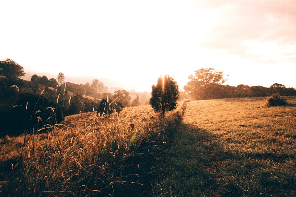 Light tree landscape