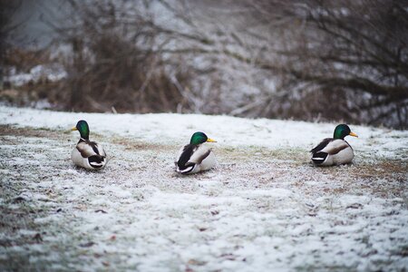 Ducks frost green photo