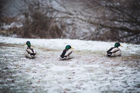 Ducks frost green