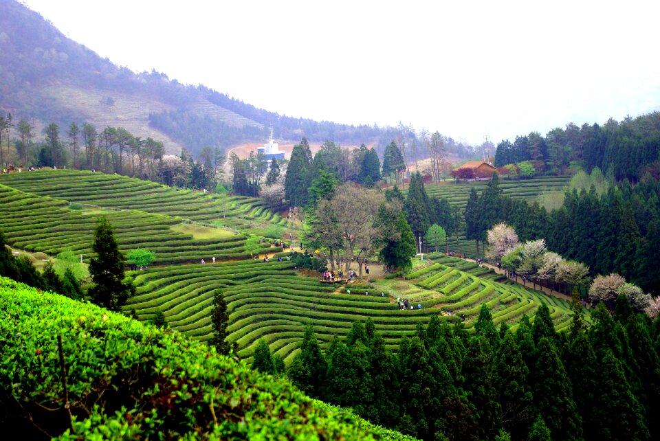 Nature travel boseong