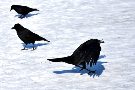 Winter cold raven bird
