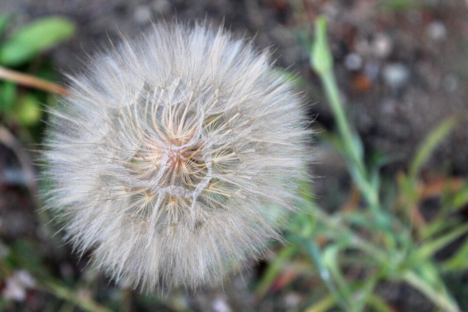 Dandelion flower dandelion flower