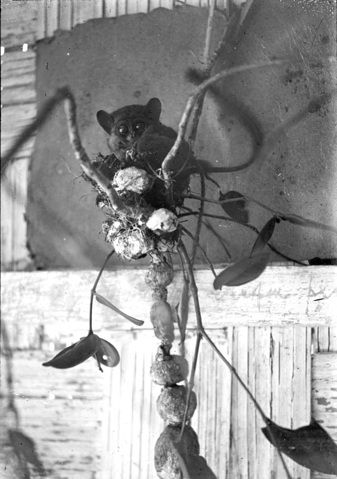 Den lilla spökapan (Tarsus fuseus). Exemplar i fångenskap - SMVK - 1985D