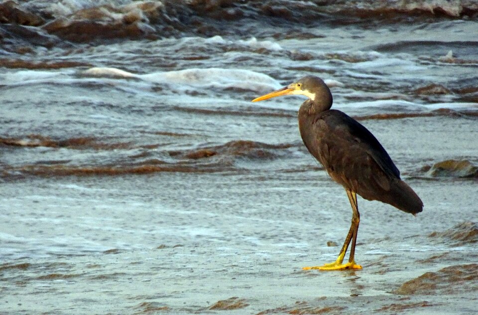 Egretta gularis western reef egret fauna