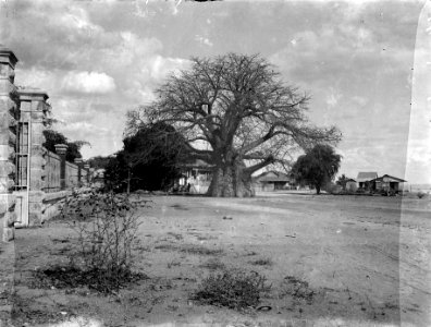 Den stora Baobaben vid residenset. Datum-. Majunga. Madagaskar - SMVK - 021835 photo