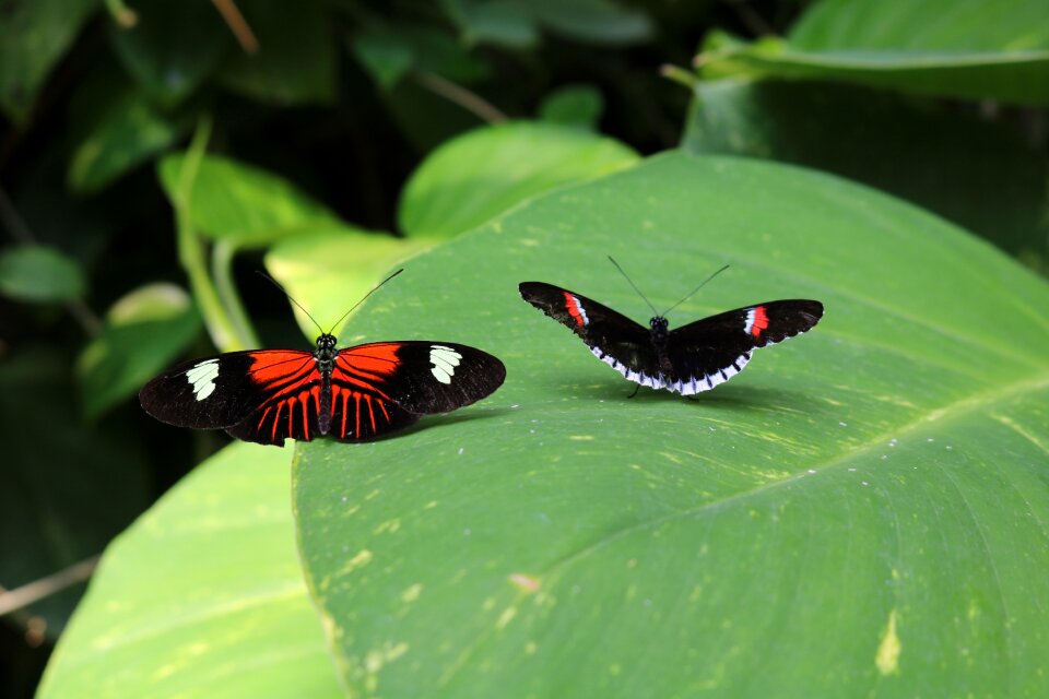 Butterfly nature white