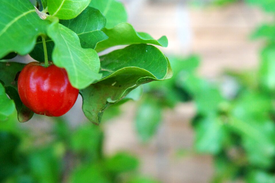 Acerola fruit red