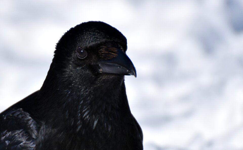 Corvidae nature bill photo