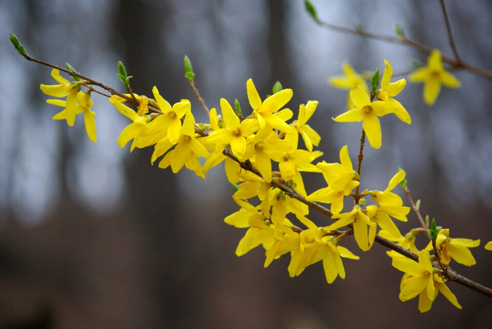 Flowers forsythia spring