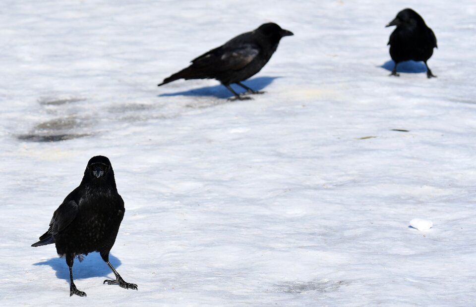 Cold raven bird animal
