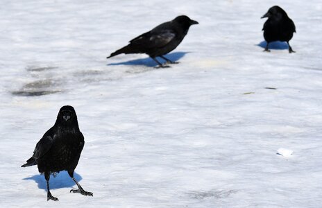 Cold raven bird animal photo