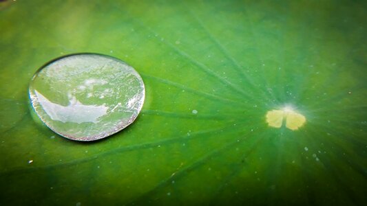 Flora leaf desktop