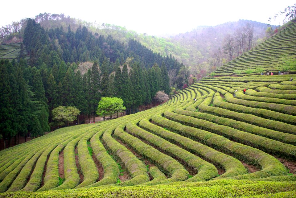 Nature travel boseong