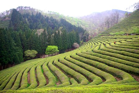 Nature travel boseong