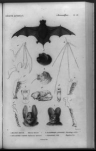 Different species of bats, with details of heads, wing and teeth structure) - Fournier, sc. ; N. Remond, imp LCCN92516951