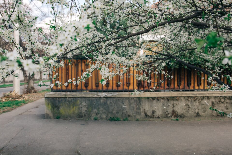 Blossom bloom plant