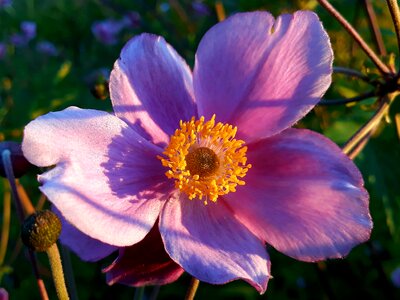 Autumn blossom bloom photo