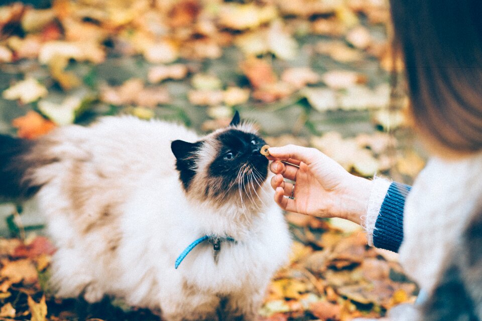 People autumn background