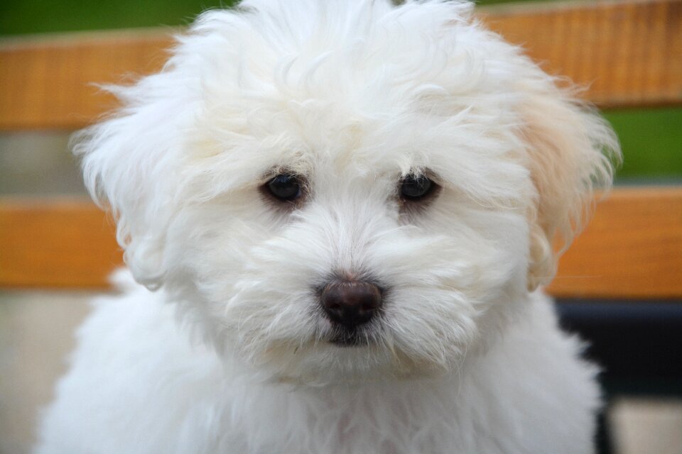 Small dog animal soft