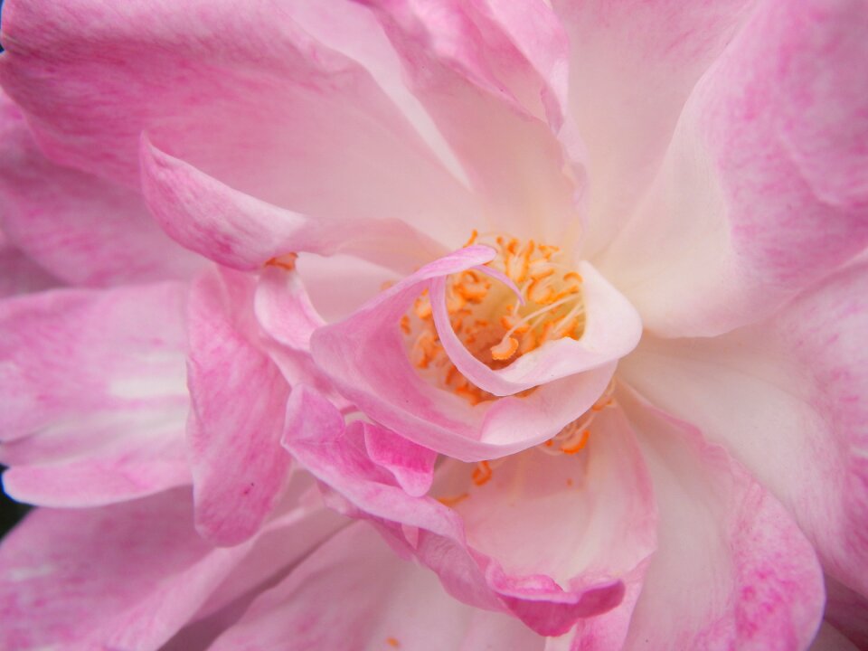 Pink petals macro detail
