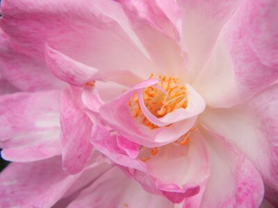 Pink petals macro detail photo