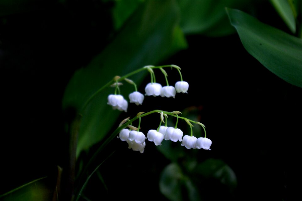 Flowers outdoors lily of the valley