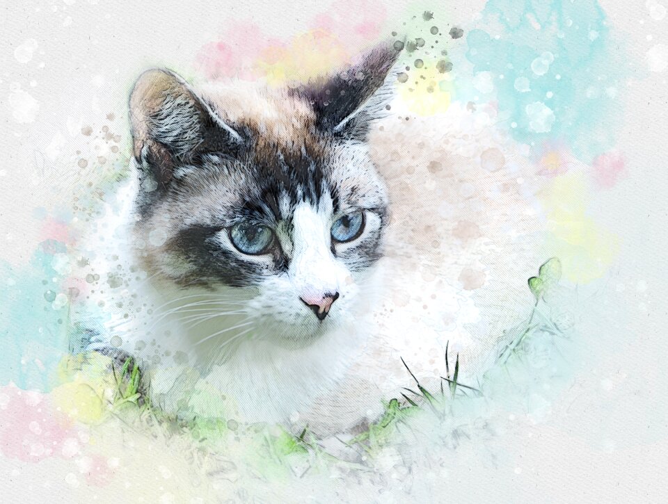 Cats muzzle cat kitten