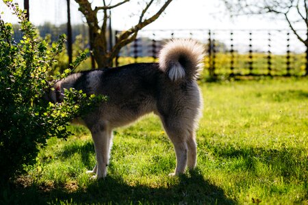 Beautiful breed brown photo