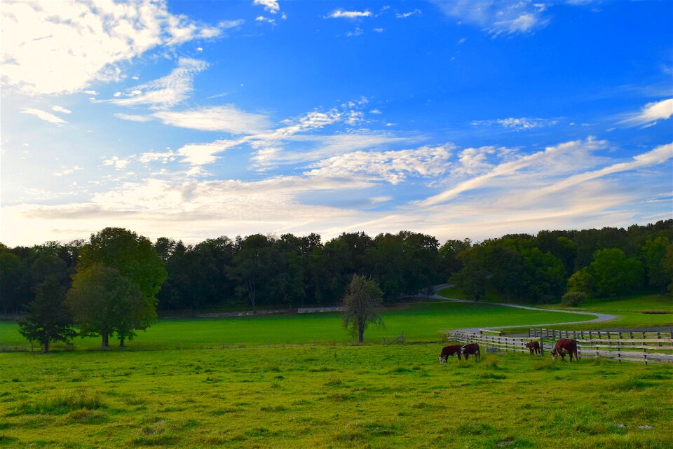 Grass cows sunset photo