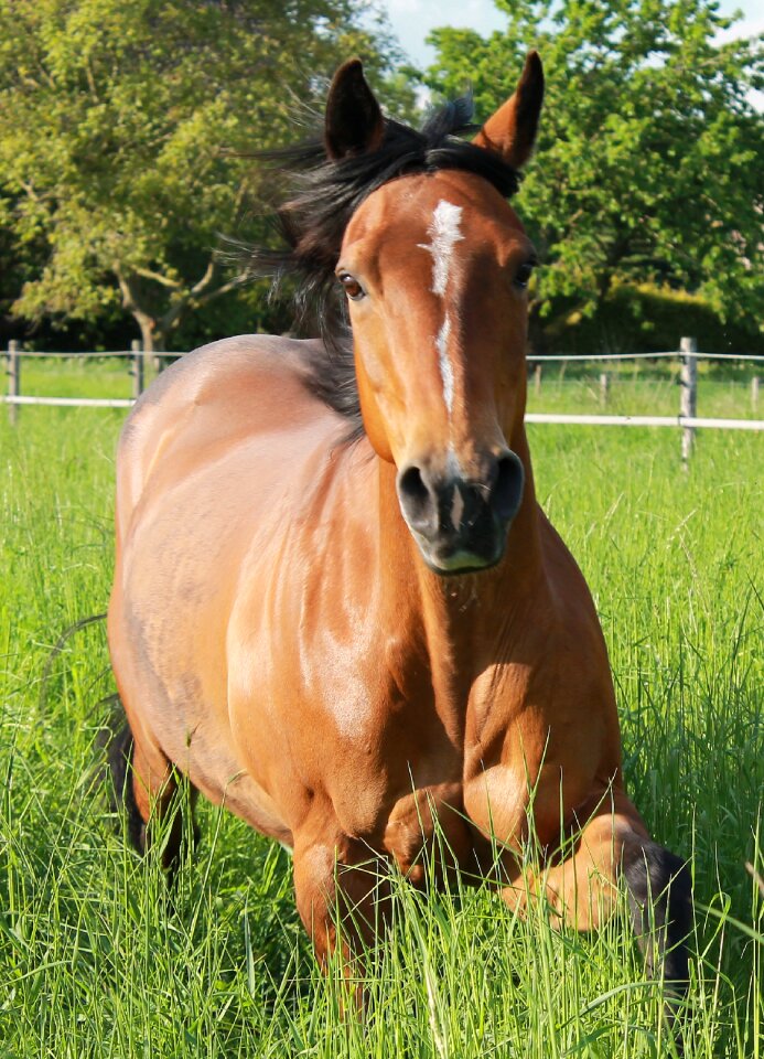 Paddock pasture friendly