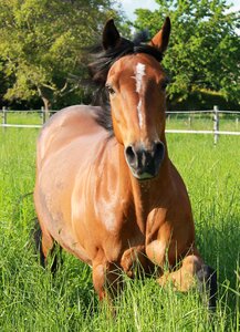 Paddock pasture friendly photo