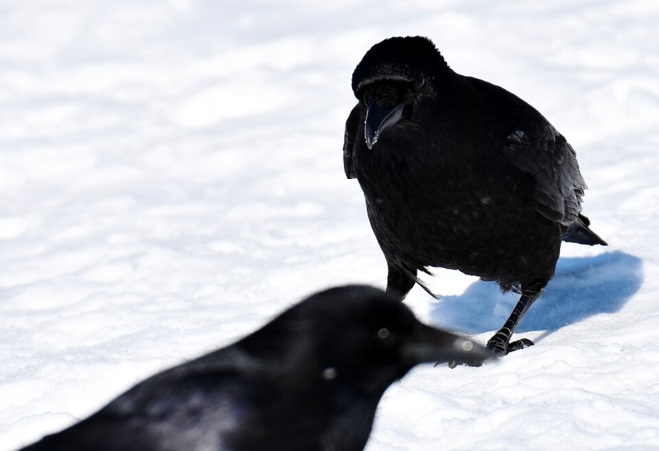 Winter cold raven bird