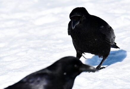 Winter cold raven bird photo