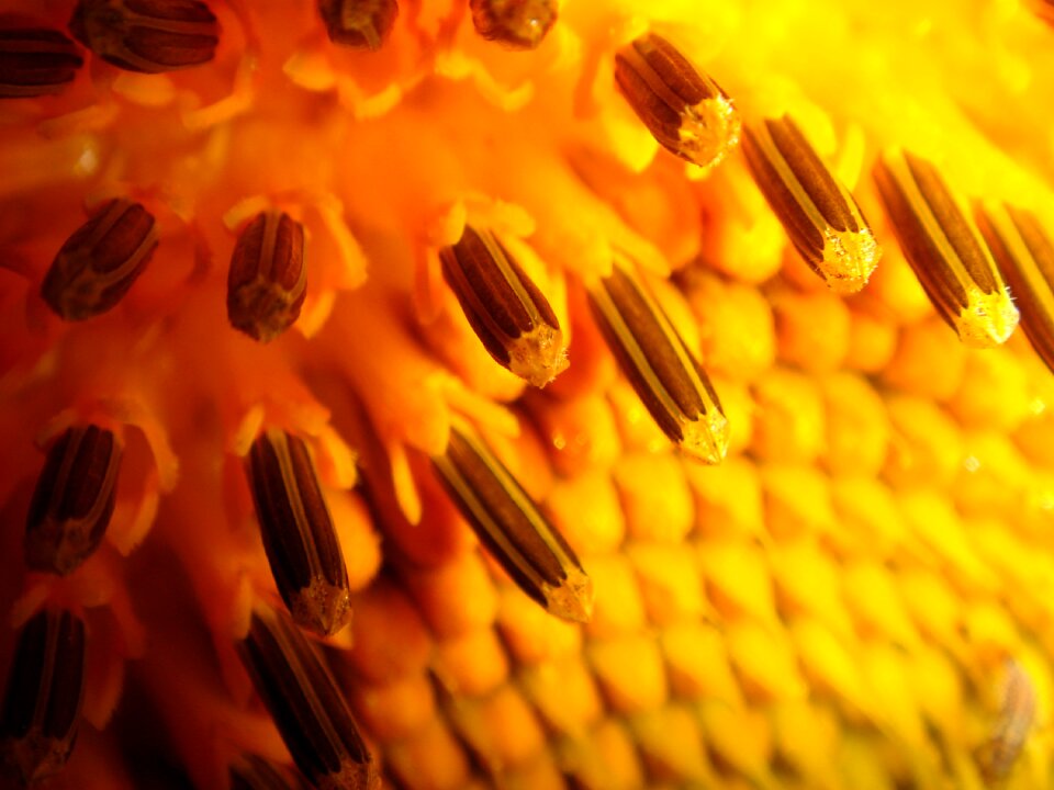 Summer closeup sunflower